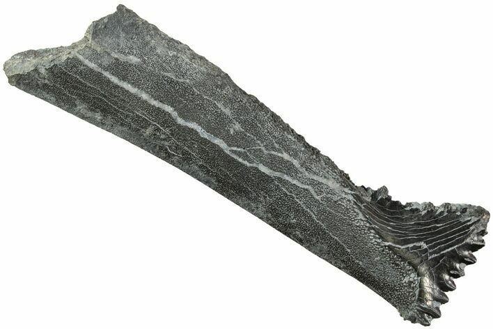 Bizarre Edestus Shark Tooth In Jaw Section - Carboniferous #238487